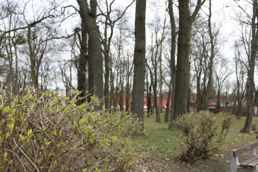 Park Miejski w Gnieźnie w wiosennej odsłonie. Przyroda budzi się do życia!