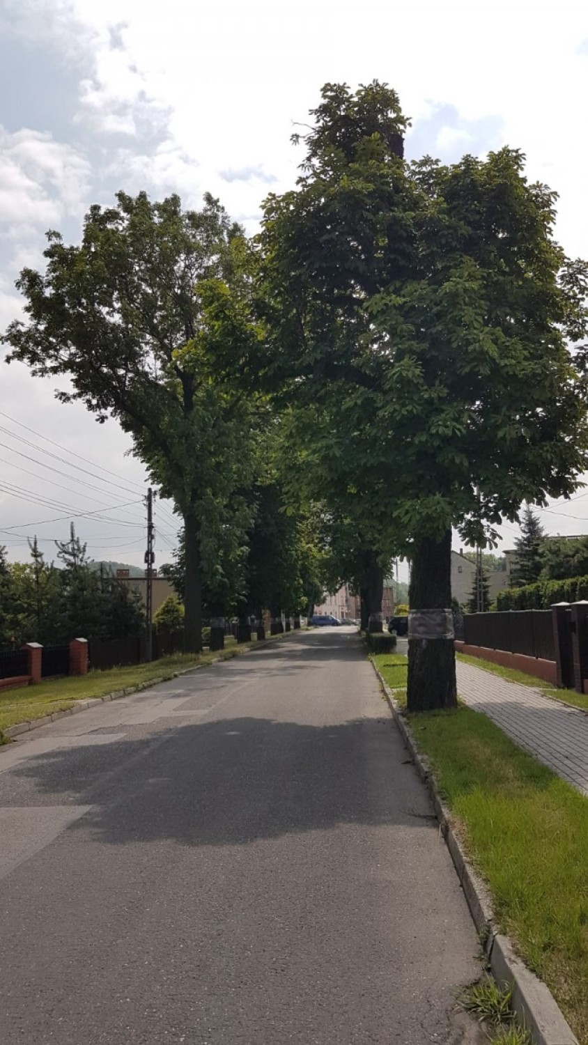 W Czerwionce-Leszczynach ratują ponad 100 kasztanowców