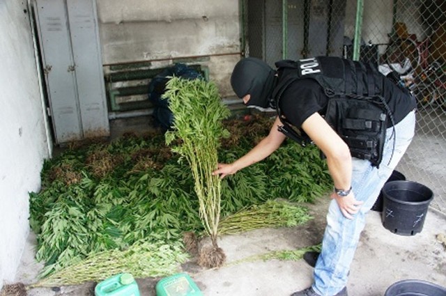 Policjanci skonfiskowali 11 kg marihuany i 680 krzaków konopi indyjskich.