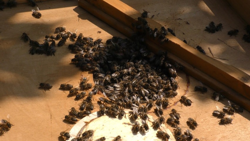 Pszczelarze mają ogromne zapasy miodu, nawet po kilka ton z...