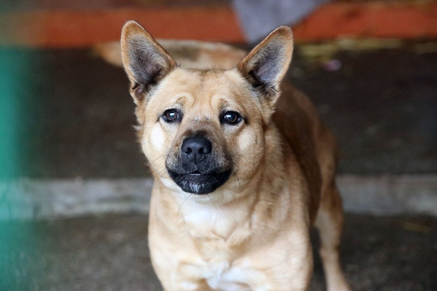 Te pieski czekają na adopcję w legnickim schronisku, zobaczcie ich zdjęcia