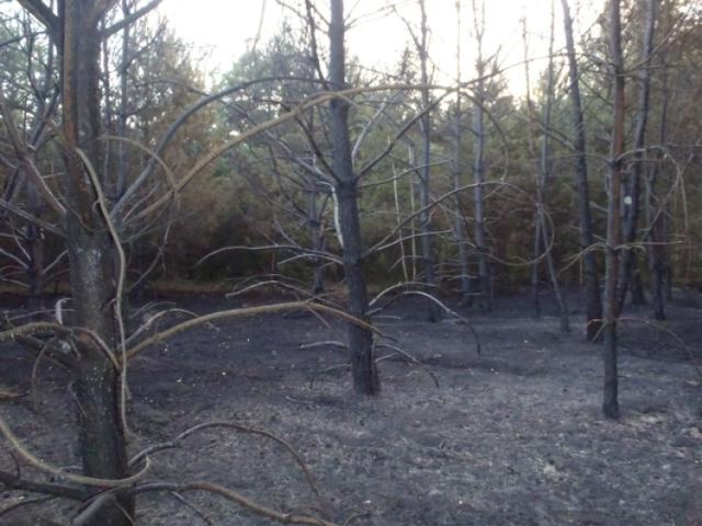 Straż pożarna w Kole: Trzeci stopień zagrożenia pożarowego lasów