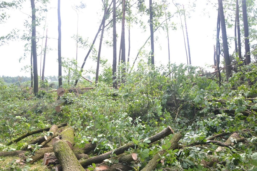 W Kuźni Raciborskiej drzewa połamane jak zapałki - zdjęcia z lasu GALERIA