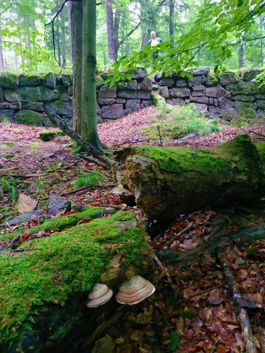 Biegowa pasja. Fotograficzne pozdrowienia z Karkonoszy