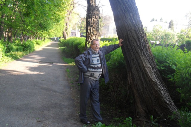 Janusz Klimosz uważa, że drzewa są niebezpieczne