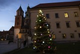 Kraków. Choinka z Podbeskidzia wprowadziła świąteczny nastrój na wzgórze wawelskie