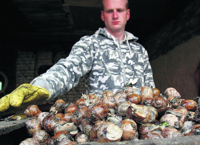 Piotr Strzelecki prowadzi punkt skupu ślimaków w Legnicy. Na brak pracy nie narzeka