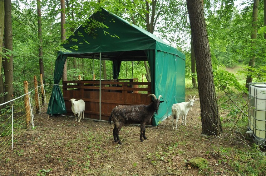 Nadleśnictwo Kwidzyn. Owce i kozy na terenie dwóch rezerwatów [ZDJĘCIA]