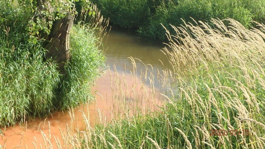 Czerwona woda w rzece Kamienna w Starachowicach. Winny duży zakład. Czy mieszkańcy mają się czego obawiać? Zobacz zdjęcia