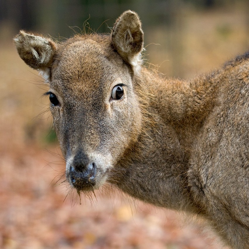 Samica karakala przyjechała do zoo [ZDJĘCIA]