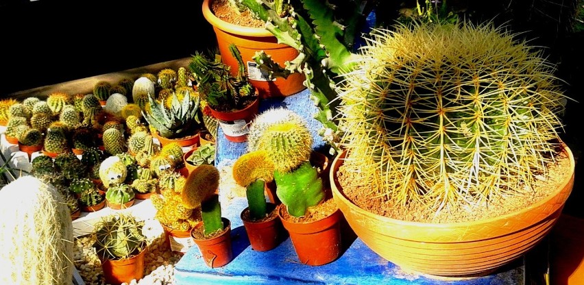 Kwiaty - kaktusy