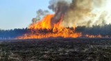Pożar lasu pod Staszowem. Z płomieniami walczyło kilkudziesięciu strażaków