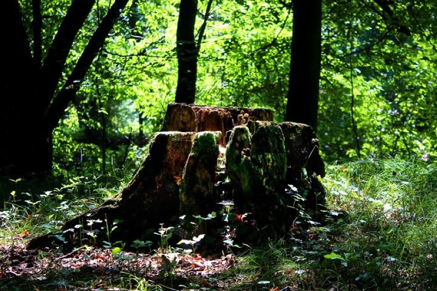 Parowóz znów bucha parą na trasie Rudy - Stodoły robiąc prawdziwą furorę