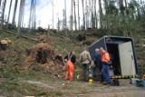 Tatry zostały ogołocone z drzew. Katastrofa powaliła słowacki las