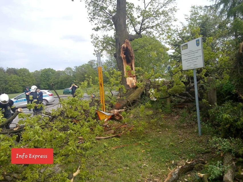 Złamany konar drzewa na DW 905 w Boronowie 21.05.2019.