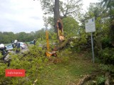Konar drzewa spadł na drogę wojewódzką nr 905 ZDJĘCIA Uszkodzona jest linia energetyczna, na ul. Poznańskiej pracują strażacy z PSP i OSP