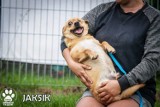 Psy z Radys w tczewskim schronisku. Czekają na adopcje i nowych kochanych właścicieli |ZDJĘCIA