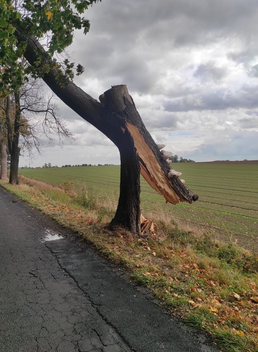 Pod Skokami silne porywy wiatru złamały drzewo