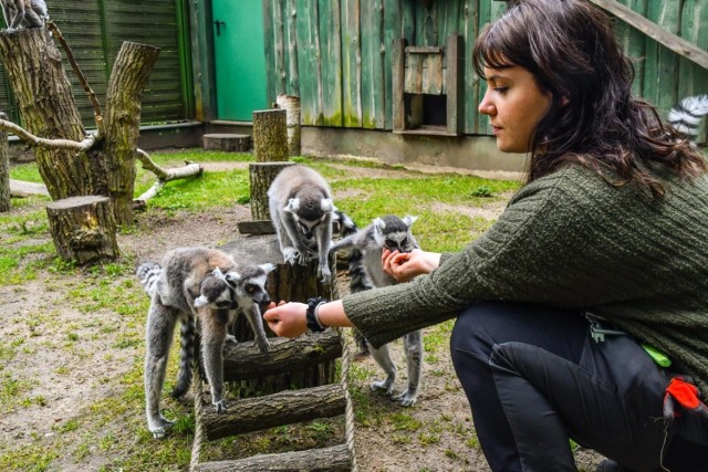 Lemury katta - ulubieńcy zwiedzających, jak i pracowników Ogrodu Zoologicznego w Myślęcinku, w tym roku także powiększyły stado o nowo narodzona parę - samiczkę i samca