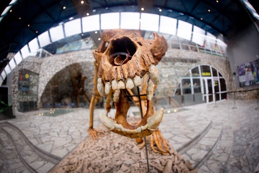 Jaskinia Niedźwiedzia w Kletnie na Dolnym Śląsku wciąż niezbadana. Jak odkryto Salę Mastodonta? Zdjęcia