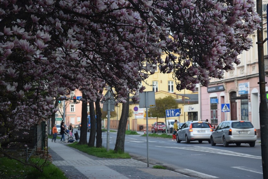 Piękne magnolie są wizytówką ulicy Piastowskiej w Brzegu. Nie można przejść obok nich obojętnie [WIDEO]