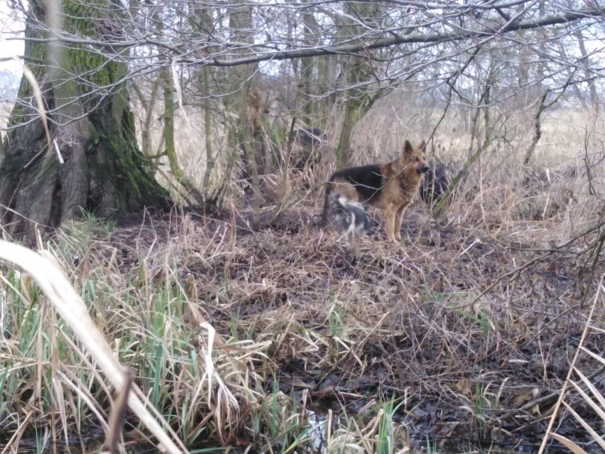 Dwa psy były uwięzione na mokradłach nad rzeką Widawą.