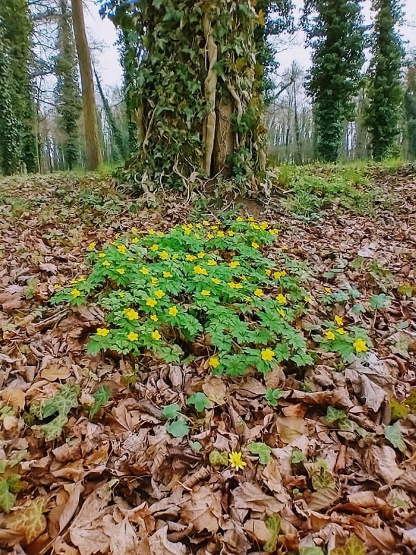 Sława. W Parku Miejskim w Sławie przyroda budzi się do życia. Jest pięknie! [ZDJĘCIA]