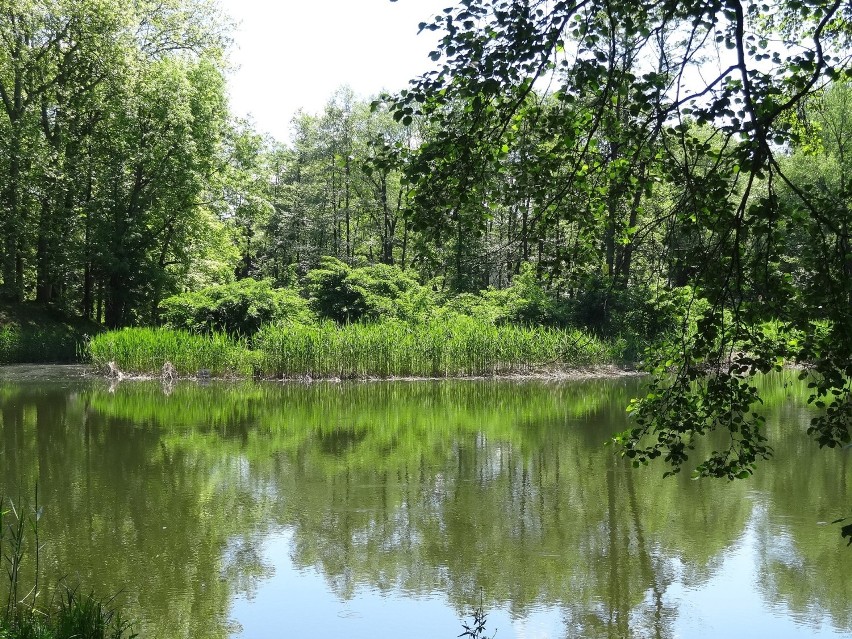 Wyspa to prawdziwa zielona perełka kompleksu zamkowo -...