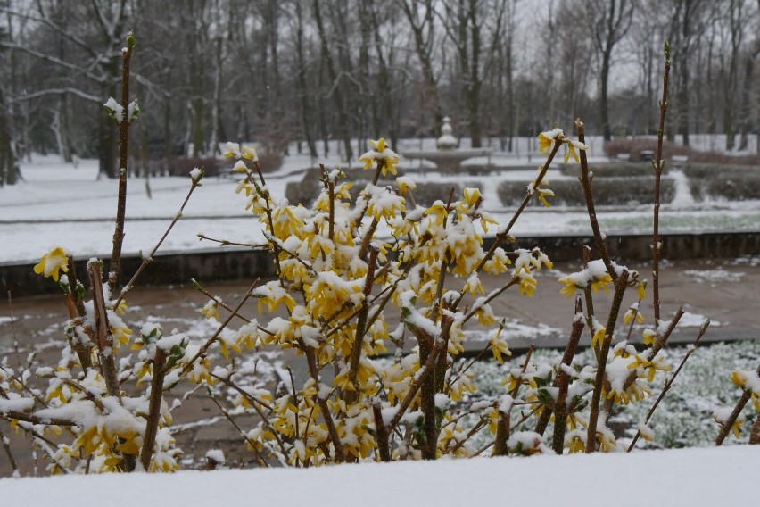 1 kwietnia przywitał legniczan śniegiem! IMGW prognozuje...