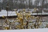 Kwiecień przywitał mieszkańców Legnicy śniegiem! IMGW prognozuje dalsze opady śniegu. Zobaczcie zdjęcia z zaśnieżonego legnickiego parku