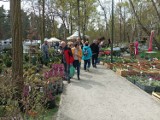 9. Lubiński Festiwal Kwiatów i Roślin to prawdziwa gratka dla miłośników ogrodnictwa