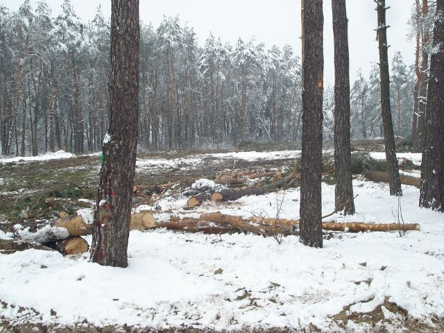W tym tygodniu ruszyła wycinka drzew pod budowę obwodnicy Chodla.