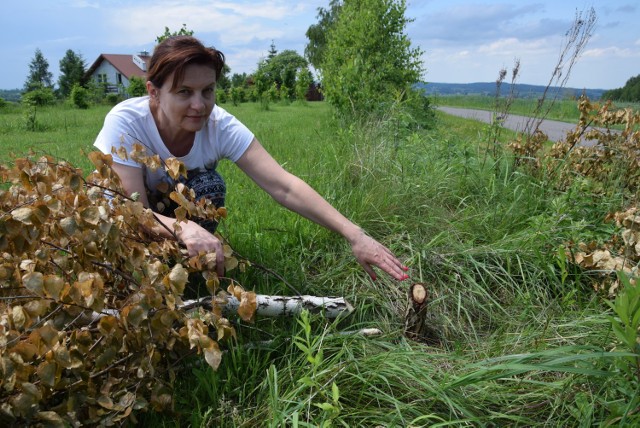 Magdalena Burgielska-Bzdulska nie rozumie, dlaczego ktoś ściął część dorodnych brzózek ze szpaleru liczącego ponad sto drzew
