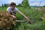 Zalasowa. Komu zawadzały brzozy? Pod ostrzem siekiery padły 34 drzewa