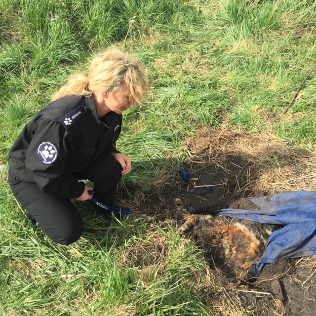 W Redzie znaleziono zwłoki psa, którego być może zakopano w ziemi żywcem