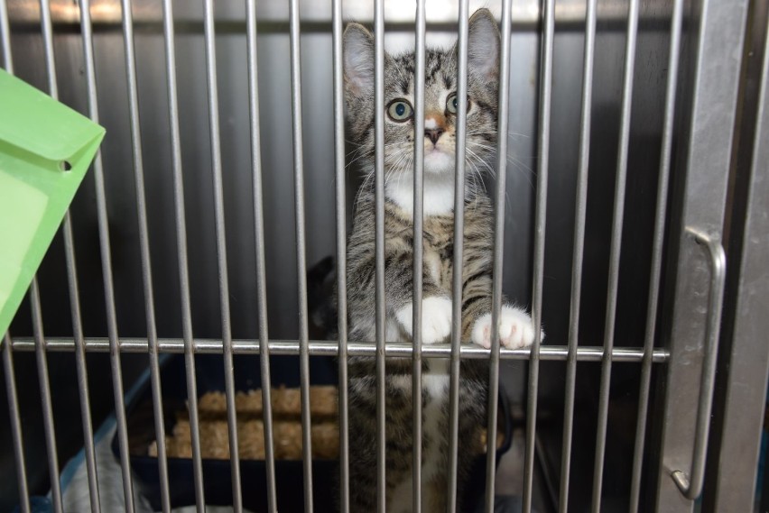 Ponad setka kotów czeka na adopcję! Pomagamy im znaleźć dom 