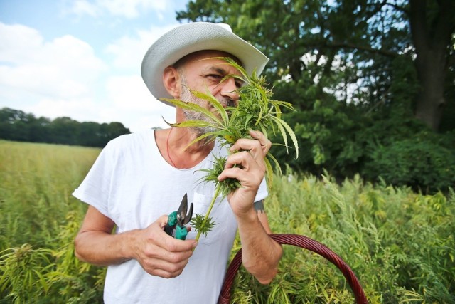 Na podwrocławskiej plantacji konopi ruszyły żniwa. Rośliny zbiera się ręcznie