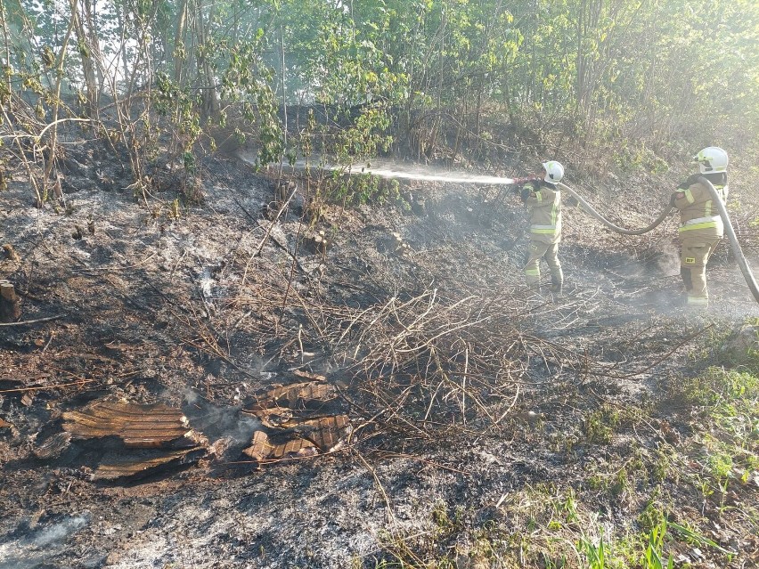 Pożar trawy pod Skokami. Interweniowali strażacy