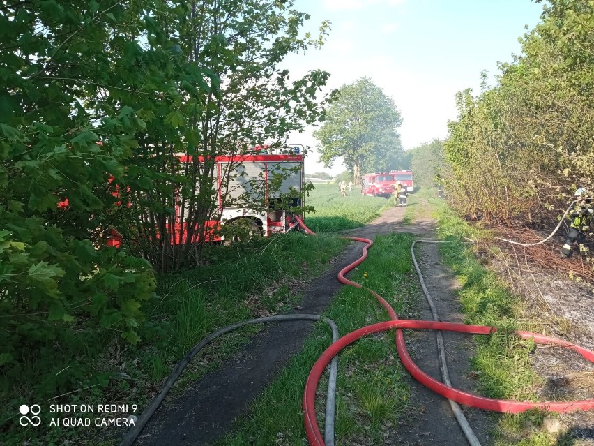 Pożar trawy pod Skokami. Interweniowali strażacy