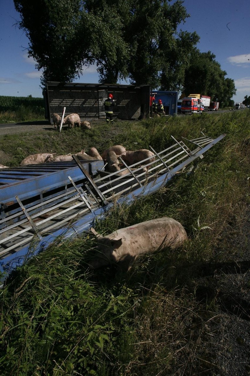 Wypadek ciężarówki ze świniami na trasie Legnica - Złotoryja (ZDJĘCIA)