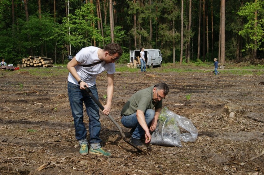 Tarce: Urzędnicy z jarocińskiego magistratu sadzili drzewa