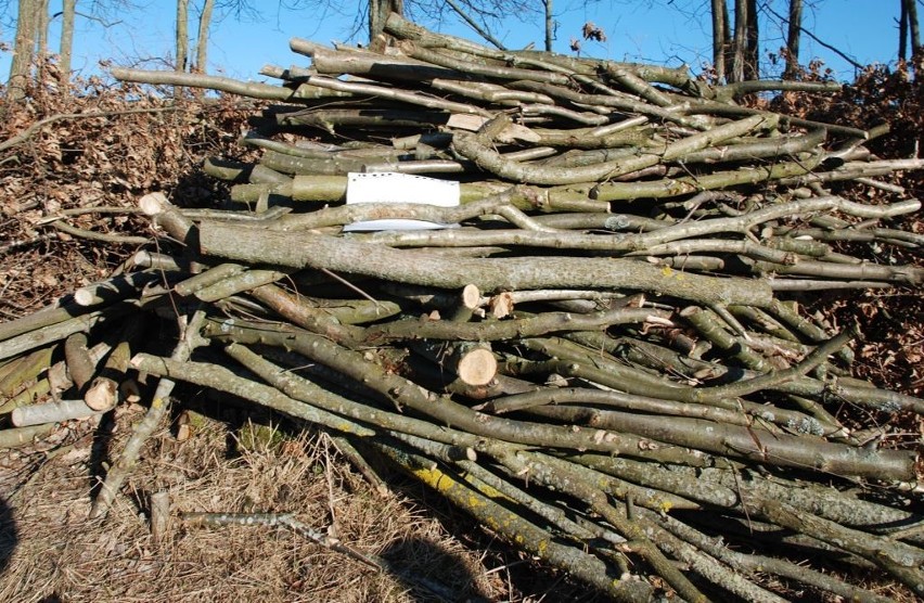 Policja zabezpieczyła skradzione drewno