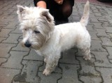 Znaleziono psa rasy west terrier. Właściciel poszukiwany [FOTO]