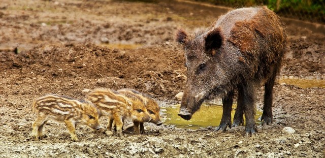 450 dzików do odstrzału w powiecie radomszczańskim. Odstrzał dzików zarządził wojewoda