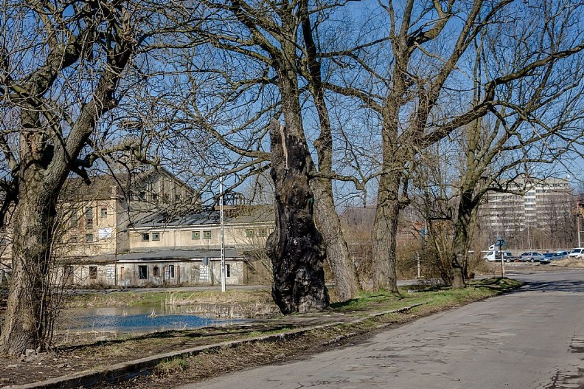 Usycha dąb Chwalibóg, jedno z najstarszych drzew w Wałbrzychu (ZDJĘCIA)