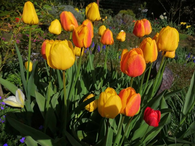 Różnobarwne tulipany w ogrodzie w Hnatkowicach koło Przemyśla.