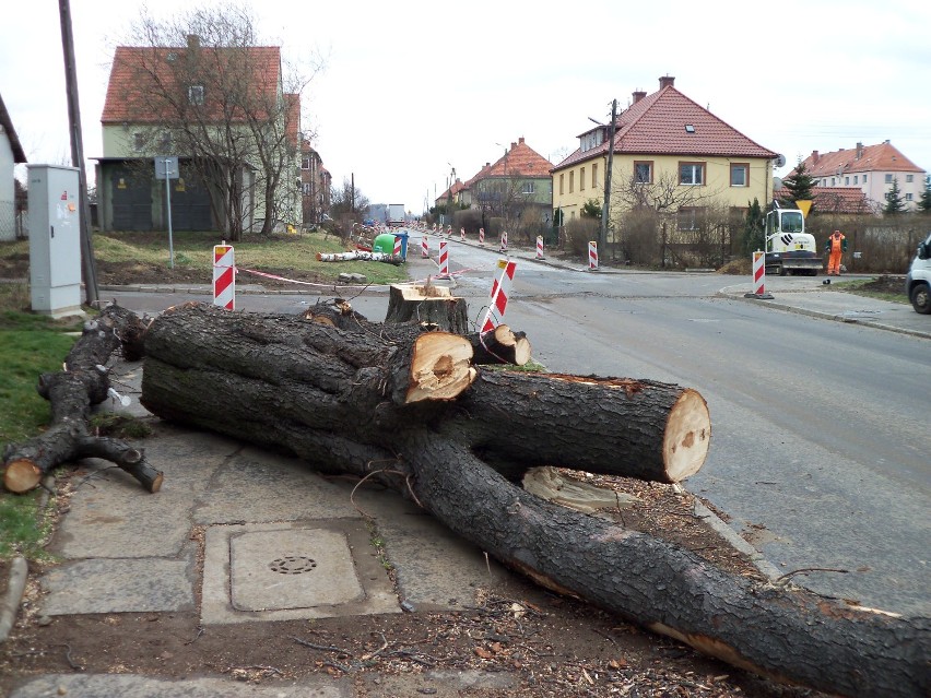 W związku z remontem ul. Gagarina w Wałbrzychu, wycięto 160...