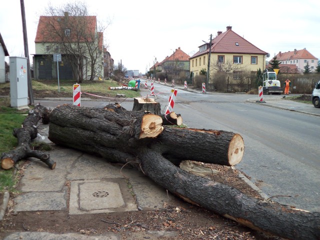 W związku z remontem ul. Gagarina w Wałbrzychu, wycięto 160 drzew