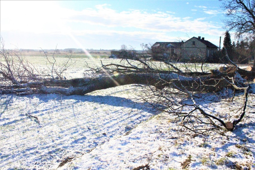 Tylko w Kozubach w gminie Łęczyca powalone przez wiatr...