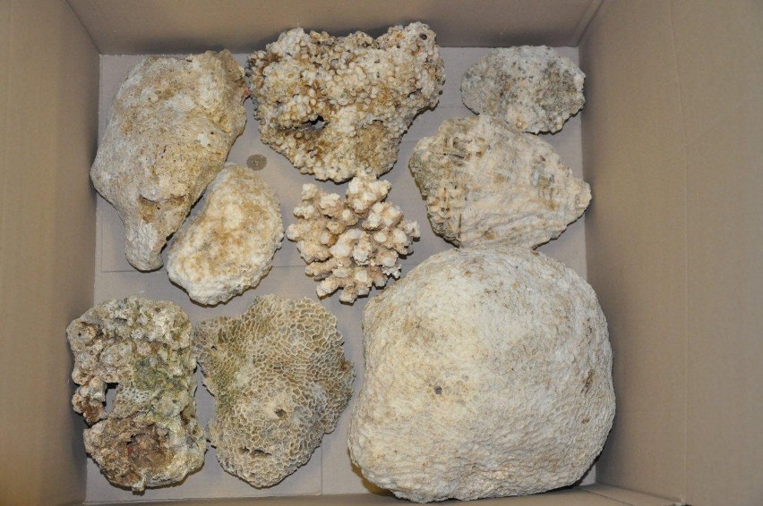 Dorohusk: Służba Celna przejęła ponad pół tony koralowców